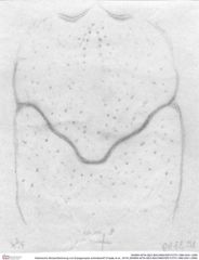 Historische Skizze/Zeichnung von Eopaguropsis schindewolfi (Fraaije et al., 2019) (NHMW-AFW-GEO-BACHMAYER-FOTO-1990-0041-3369)